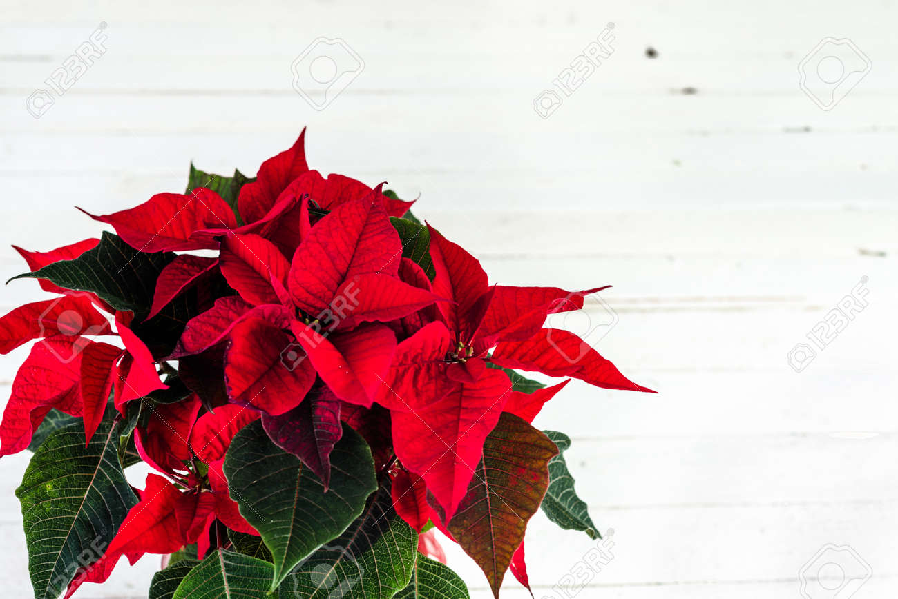 christmas card with poinsettia flower christmas decoration on poinsettia card