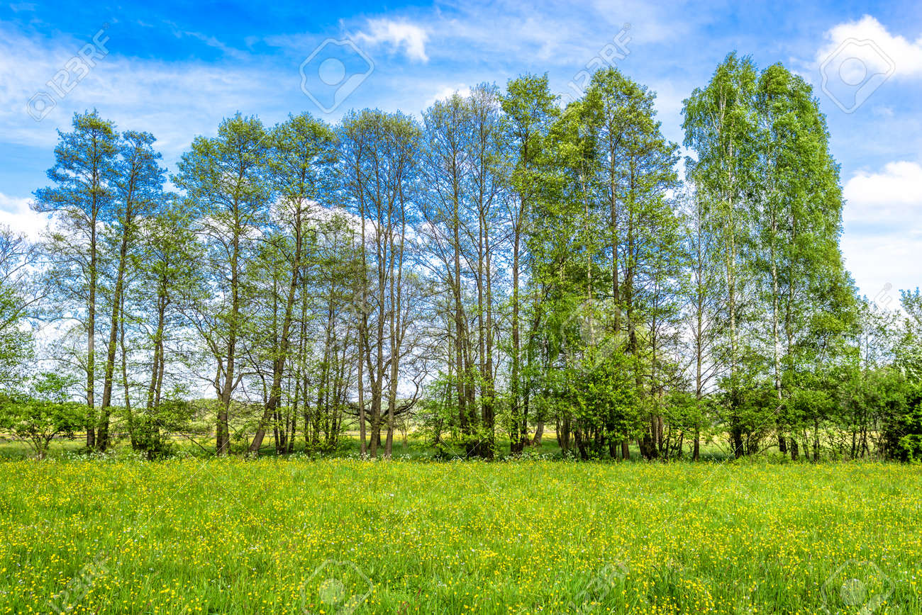 grass field with flowers mountain grass field green spring landscape of meadow with flowers stock photo 95333507 field green spring landscape of meadow with flowers grass field with flowers mountain grass field green spring landscape of meadow with flowers stock photo 95333507 field green spring landscape of meadow with flowers