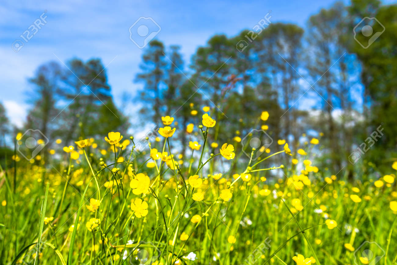 花のある春畑の風景 草の中に黄色いバターカップを持つ牧草地 の写真素材 画像素材 Image