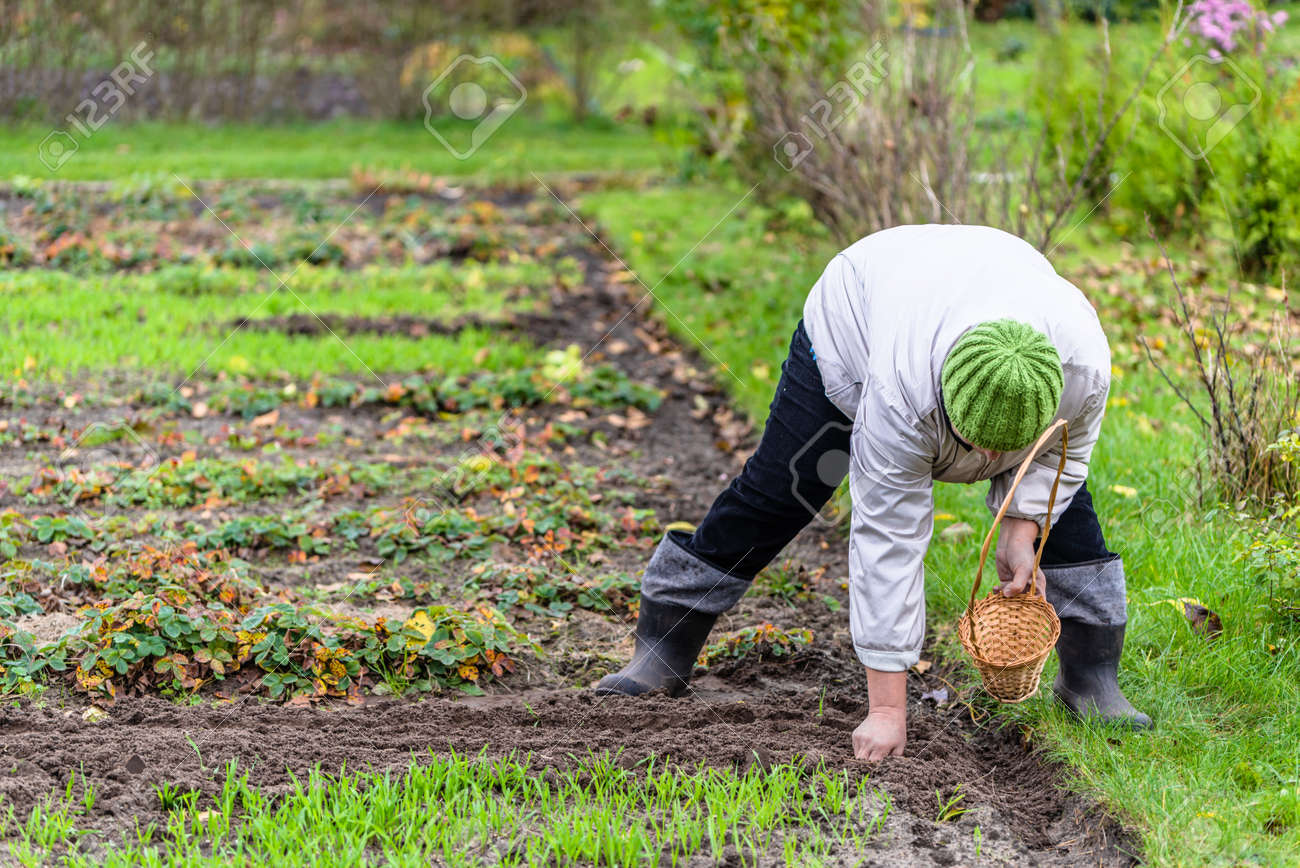 Лейка eva solo aquastar. Садовый инвентарь. Работы в огороде в июле. Огород для детей. Женщина в огороде.