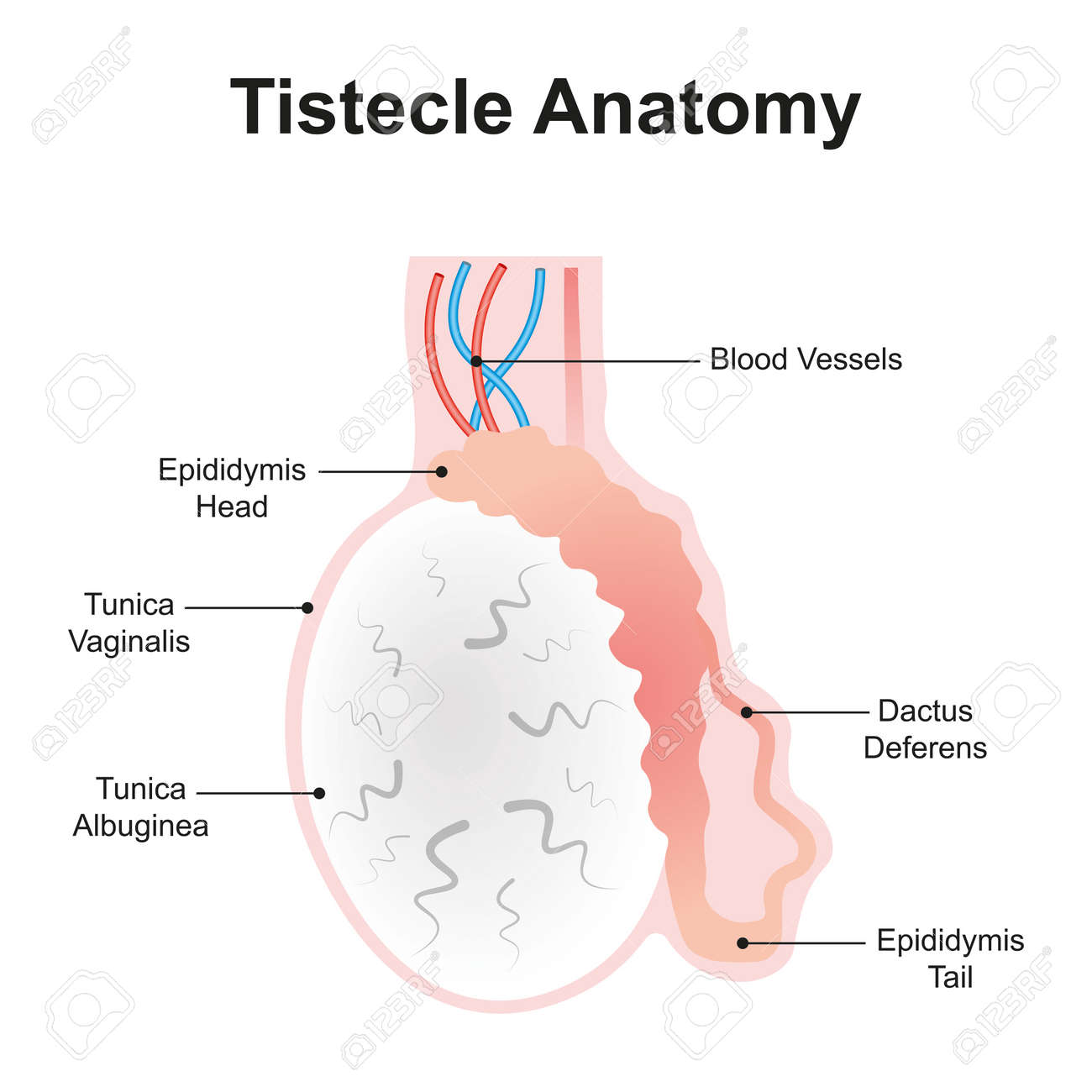 無修正　女性器解剖　図鑑 