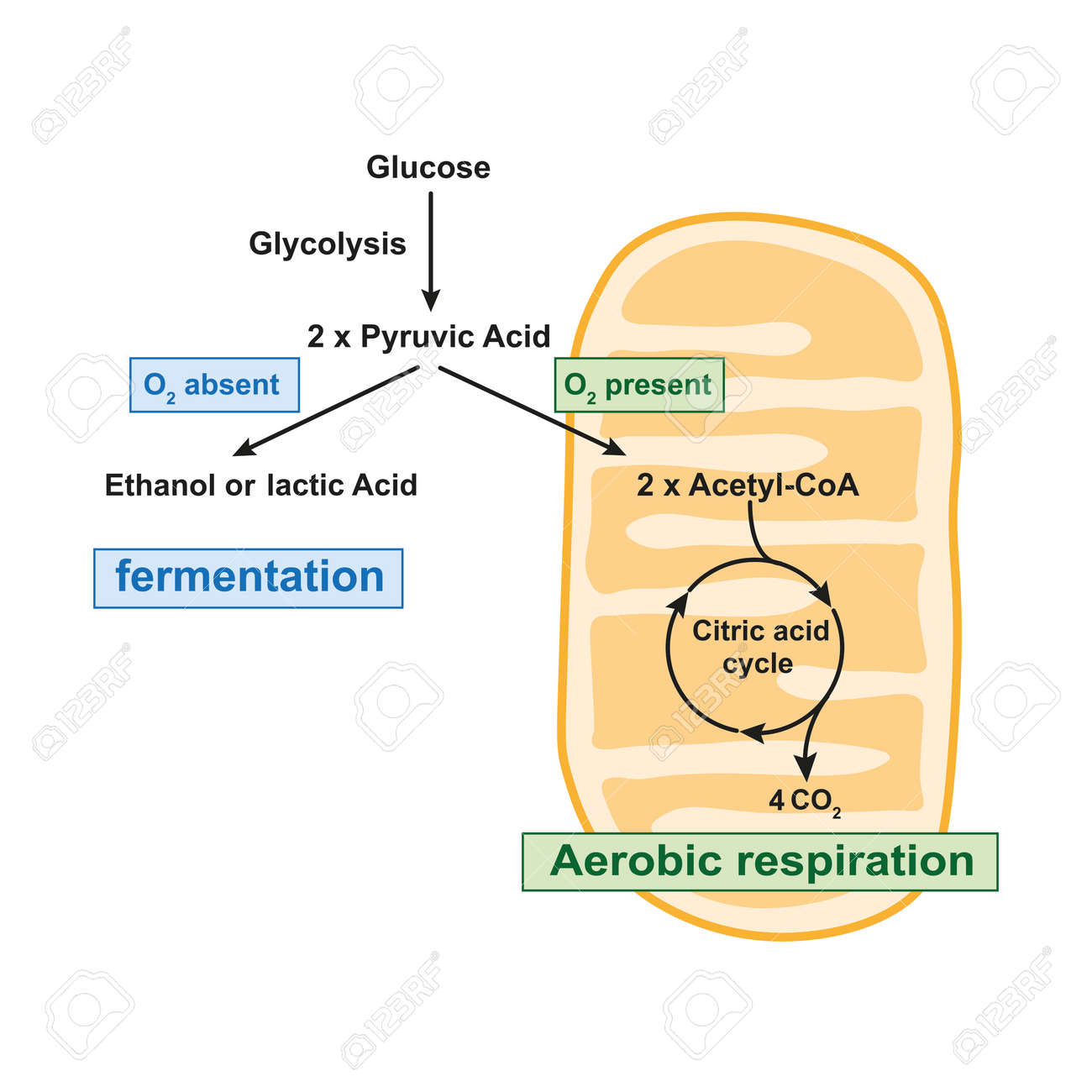 Aerobic Anaerobic Cellular Respiration Fermentation Glycolysis Stock Vector  (Royalty Free) 2515076691 | Shutterstock, image size:1300x1300