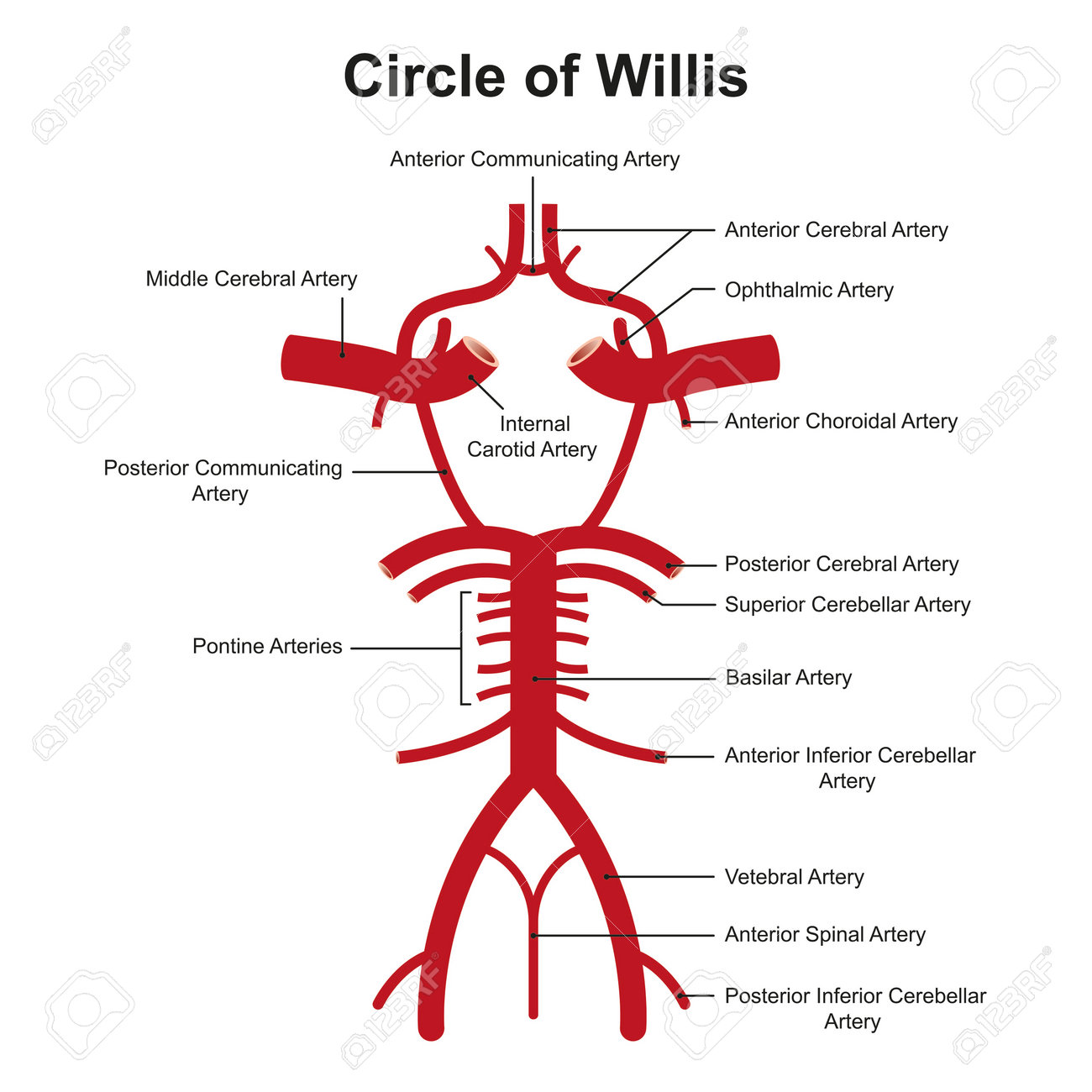 윌리스 서클 구조의 과학적 설계. 뇌에 혈액을 공급하는 순환 문합. 다채로운 기호입니다. 벡터 일러스트 레이 션. 로열티 무료 사진,  그림, 이미지 그리고 스톡포토그래피. Image 200838937