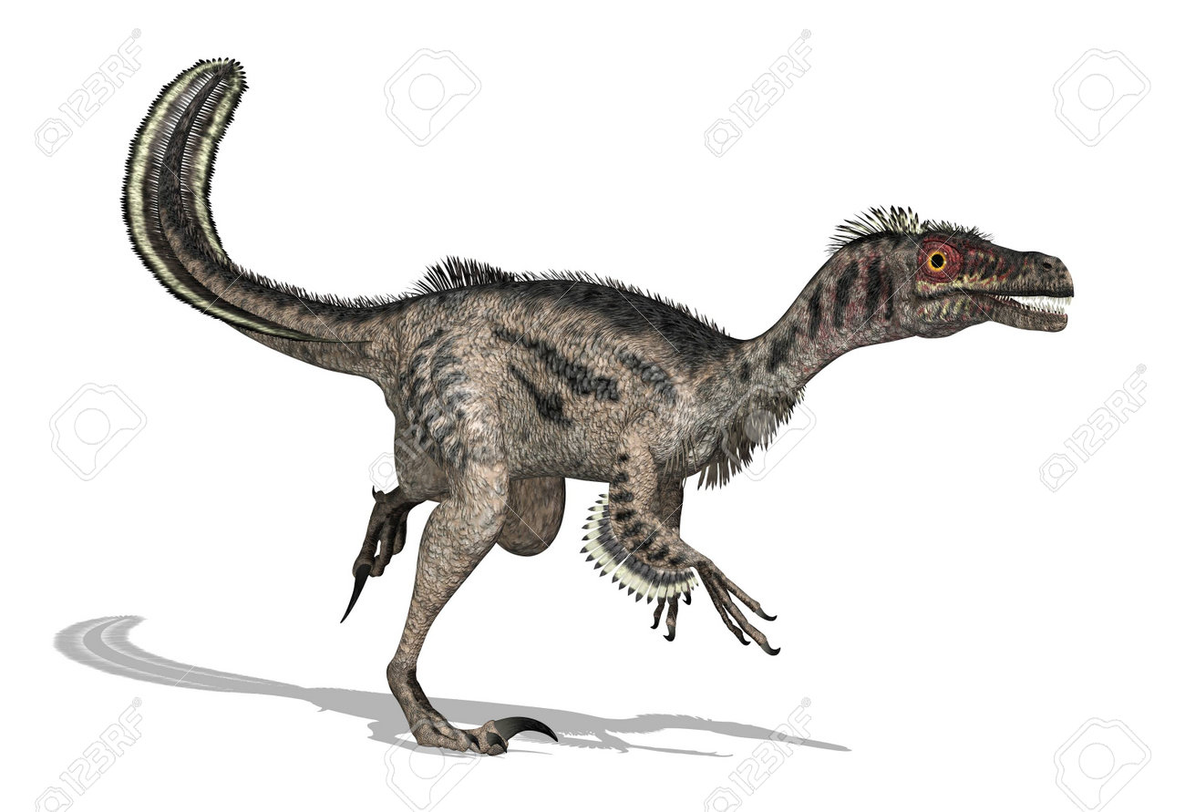 The Velociraptor Was A Feathered Dinosaur That Lived During Later Cretaceous Period The Velociraptor Was A Feathered Dinosaur That Lived During Later Cretaceous Period