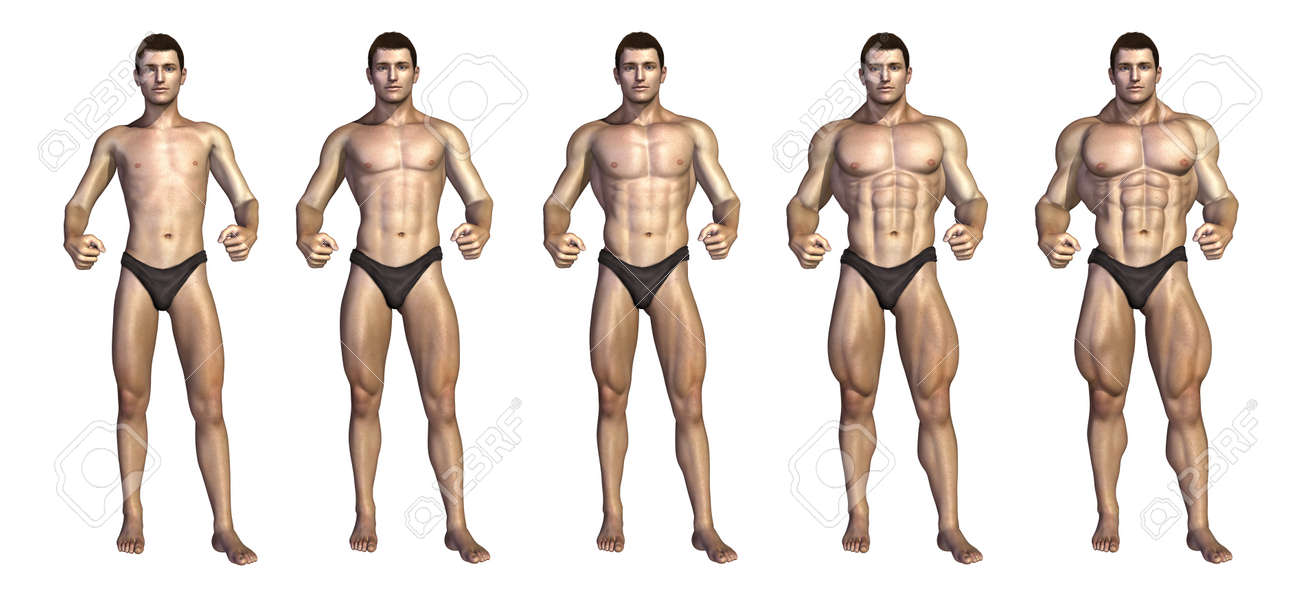 Bodybuilding Muscle Chart