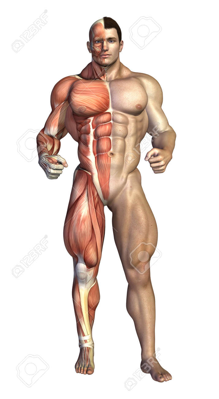 右側 3 D のレンダリングの基になる筋肉の構造を示す非常に筋肉質の男 の写真素材 画像素材 Image