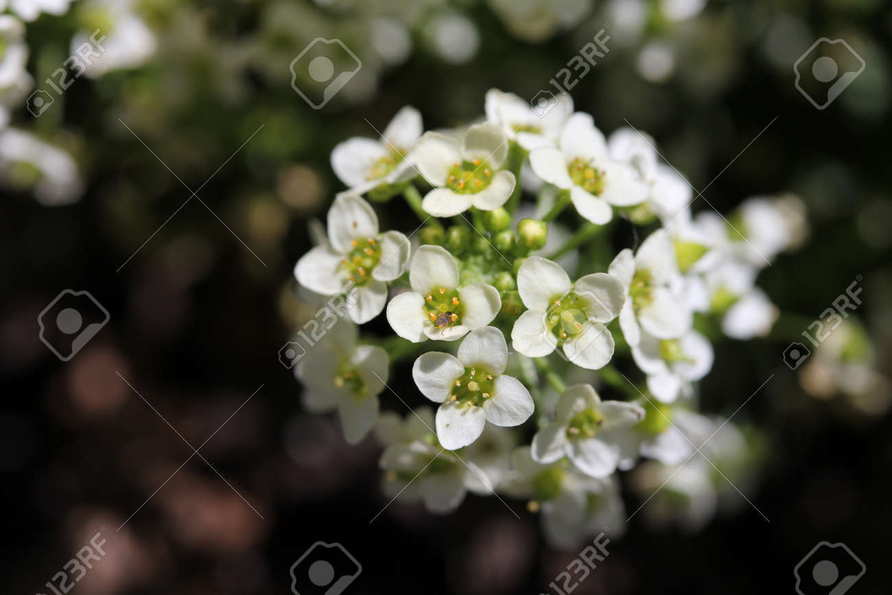 etiam-dictum-ipsum-a-felis