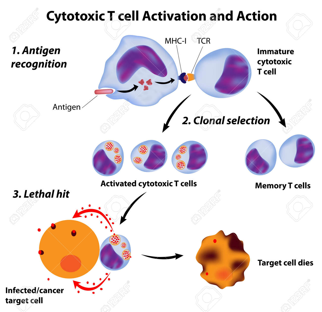 immune system basics function of cytotoxic t cells eps8 immune system function