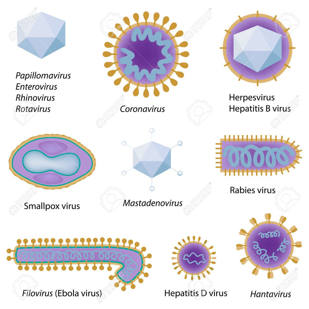 morphology of common viruses that infect human royalty free cliparts common virus