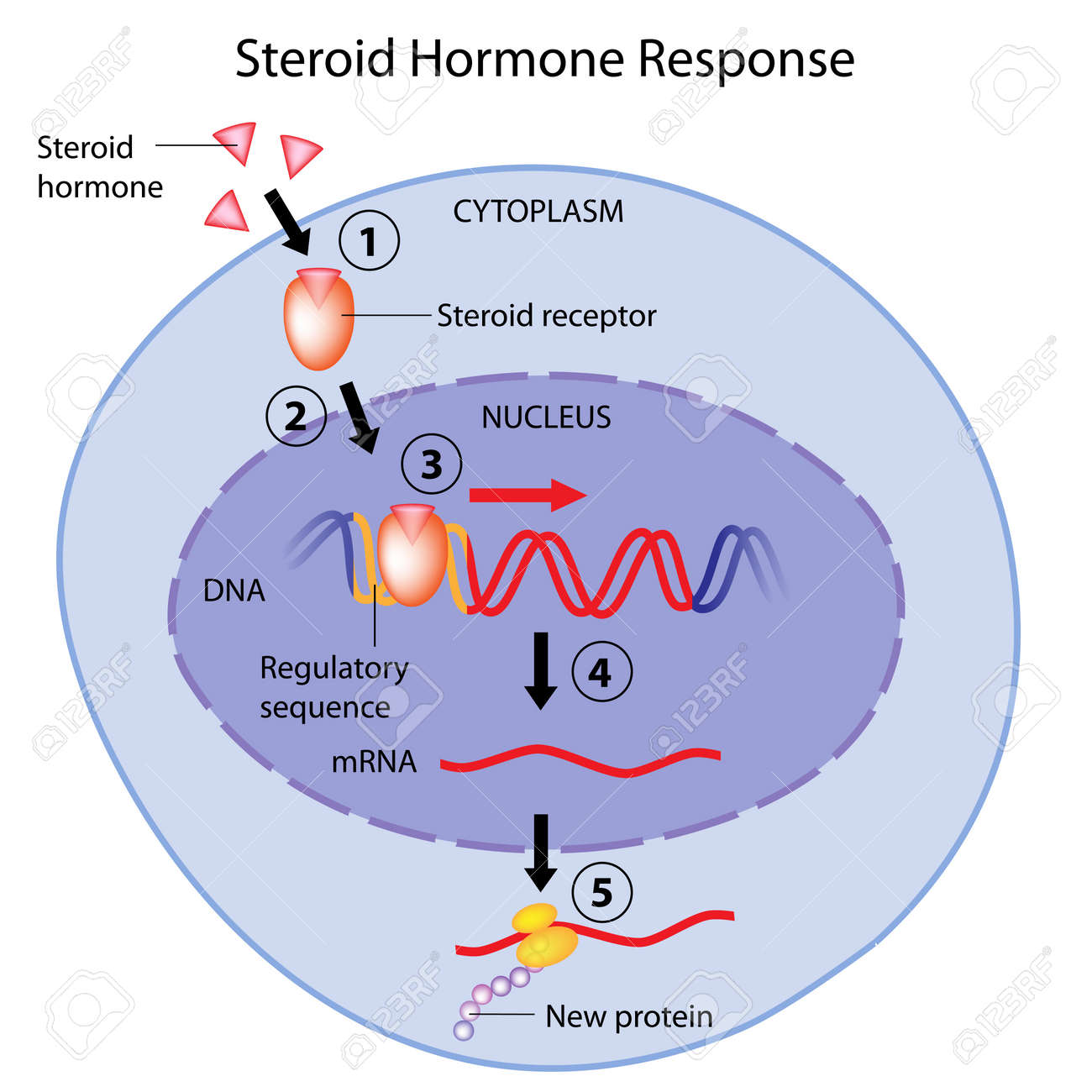 steroid hormones action royalty free cliparts vectors and stock steroid hormones