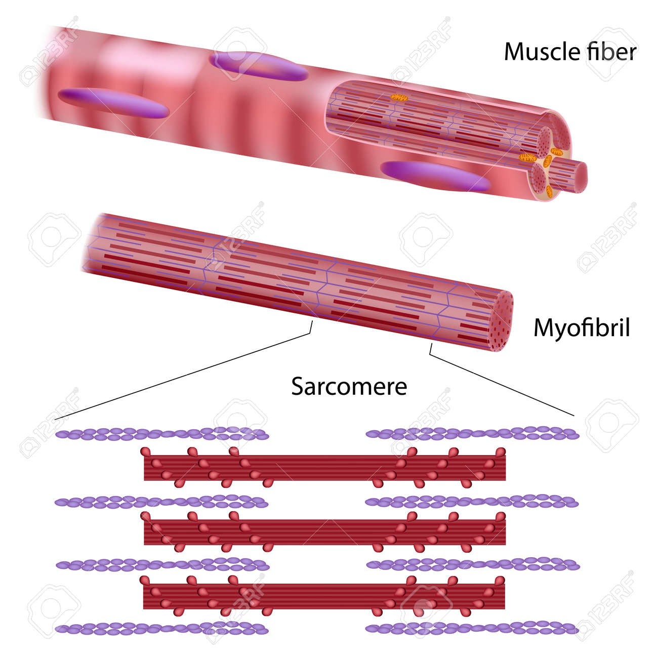 骨格筋線維の構造 のイラスト素材 ベクタ Image