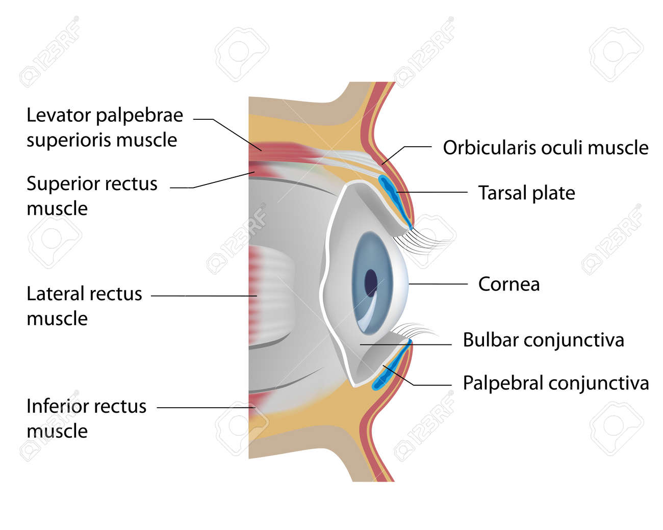 conjunctiva