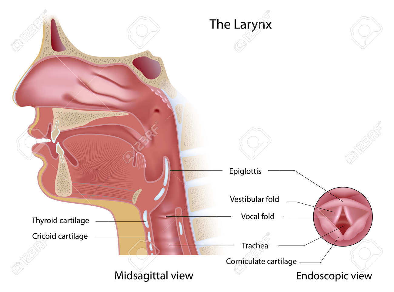 Anatomy of voice box midsagittal view and view from top - 16695574 Anatomy of voice box midsagittal view and view from top - 16695574