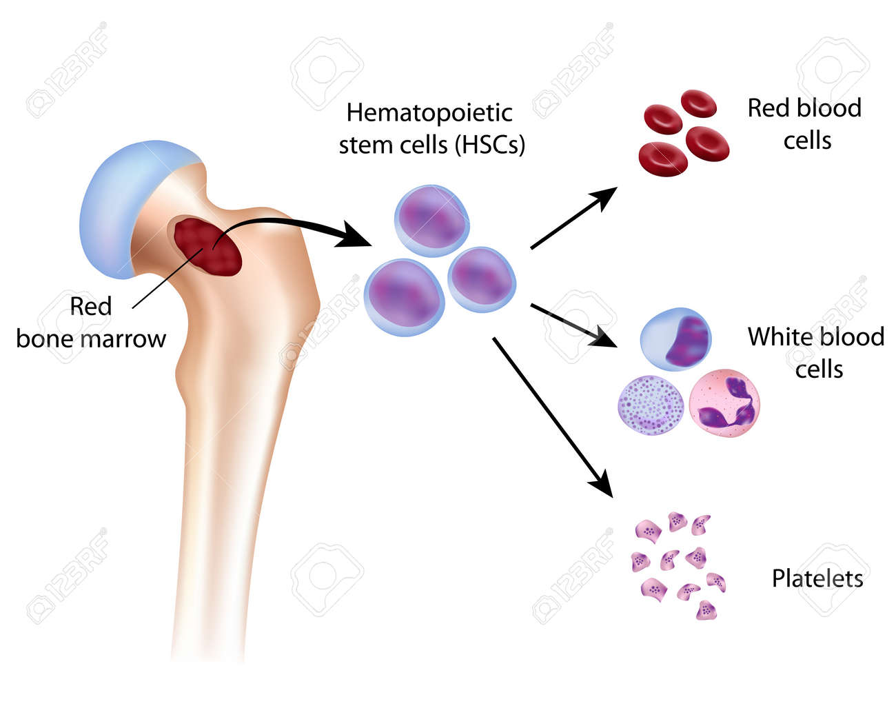 Blood cell formation from bone marrow - 17588319 Blood cell formation from bone marrow - 17588319