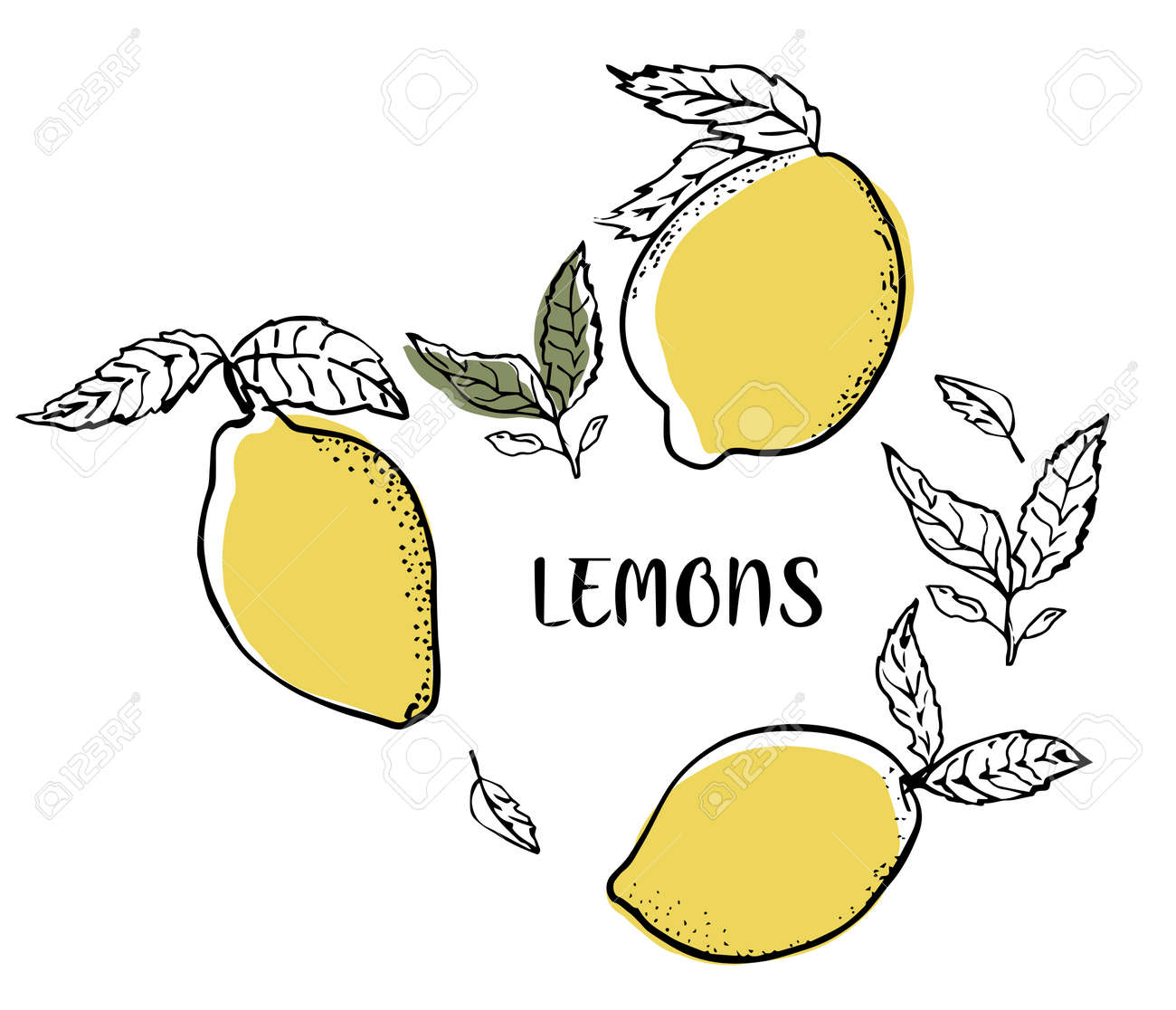 Fresh lemon fruits, collection of vector illustrations with leaves and text. Set with lemons. - 154725352 Fresh lemon fruits, collection of vector illustrations with leaves and text. Set with lemons. - 154725352