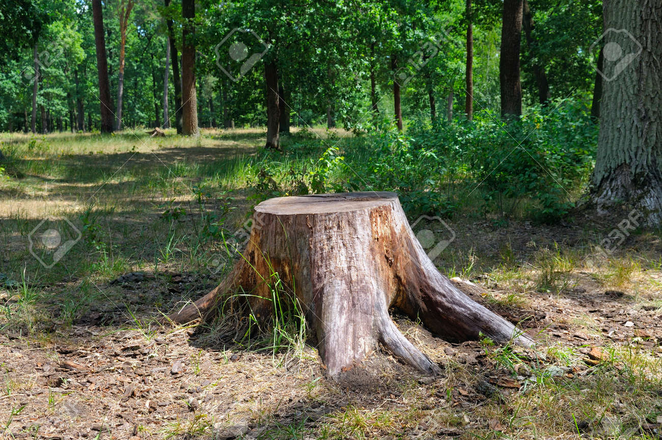 夏の公園で古い木の切り株 の写真素材 画像素材 Image