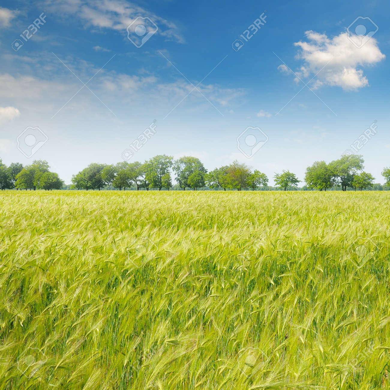 green field and blue sky with light clouds - 49591341 green field and blue sky with light clouds - 49591341