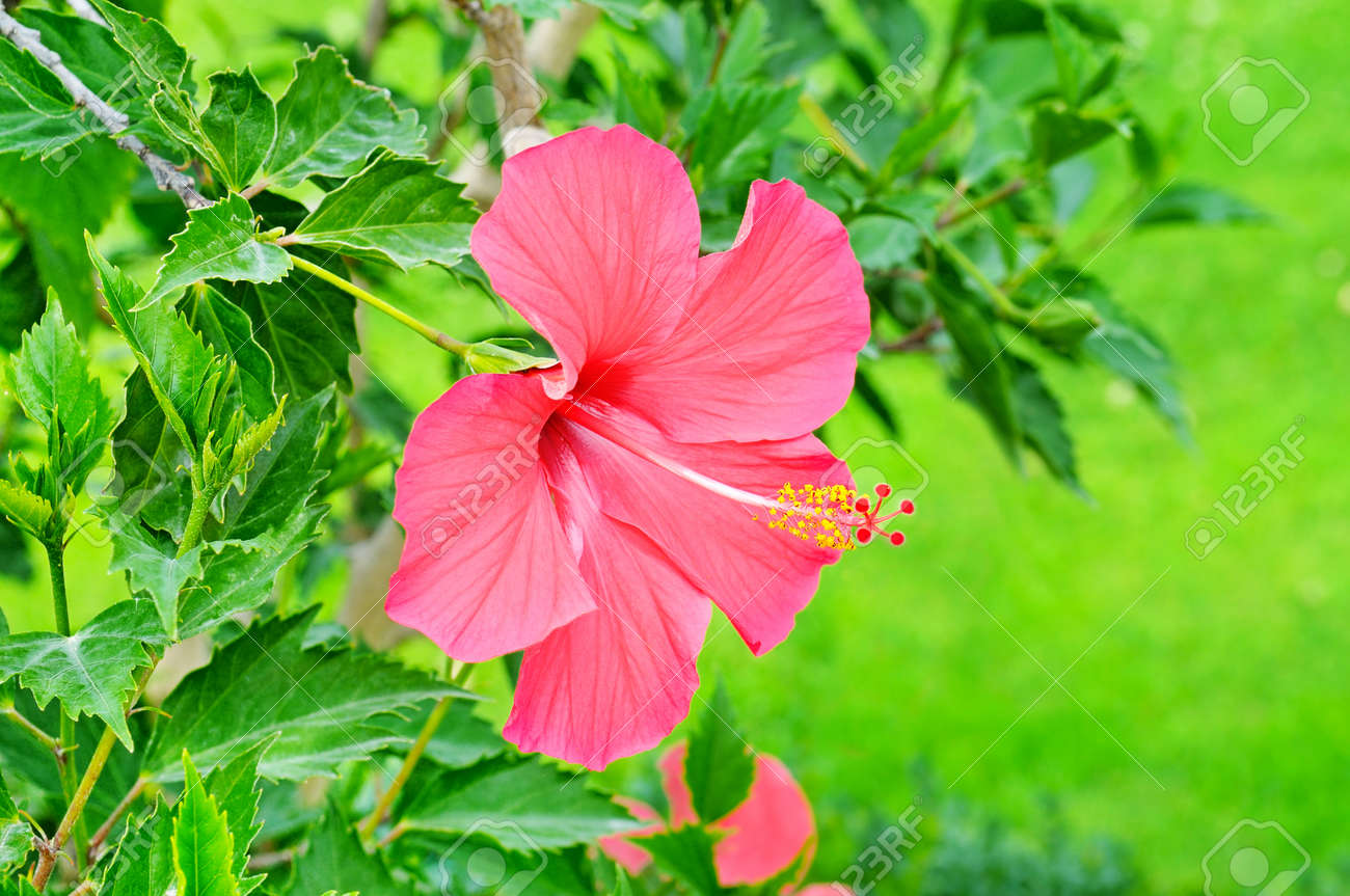 緑の背景に赤いハイビスカスの花 トロピカルガーデン内 の写真素材 画像素材 Image