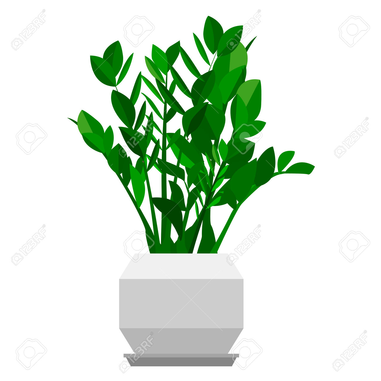Zamioculcas or dollar tree. Home care 65 Zamioculcas or dollar tree. Home care 38