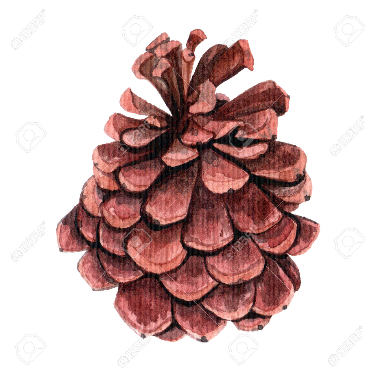 Watercolor Pine Cone For Decoration Hand Drawn Watercolor