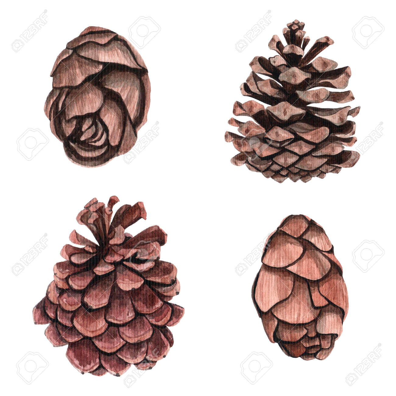 Watercolor Pine Cone For Decoration Hand Drawn Watercolor