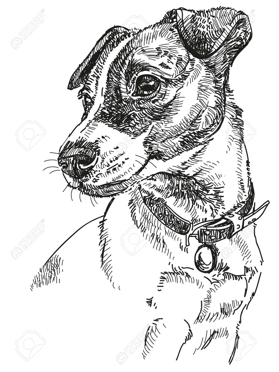 jack russell terrier bleistiftzeichnung schwarz weiß jack russell terrier bleistiftzeichnung schwarz weiß