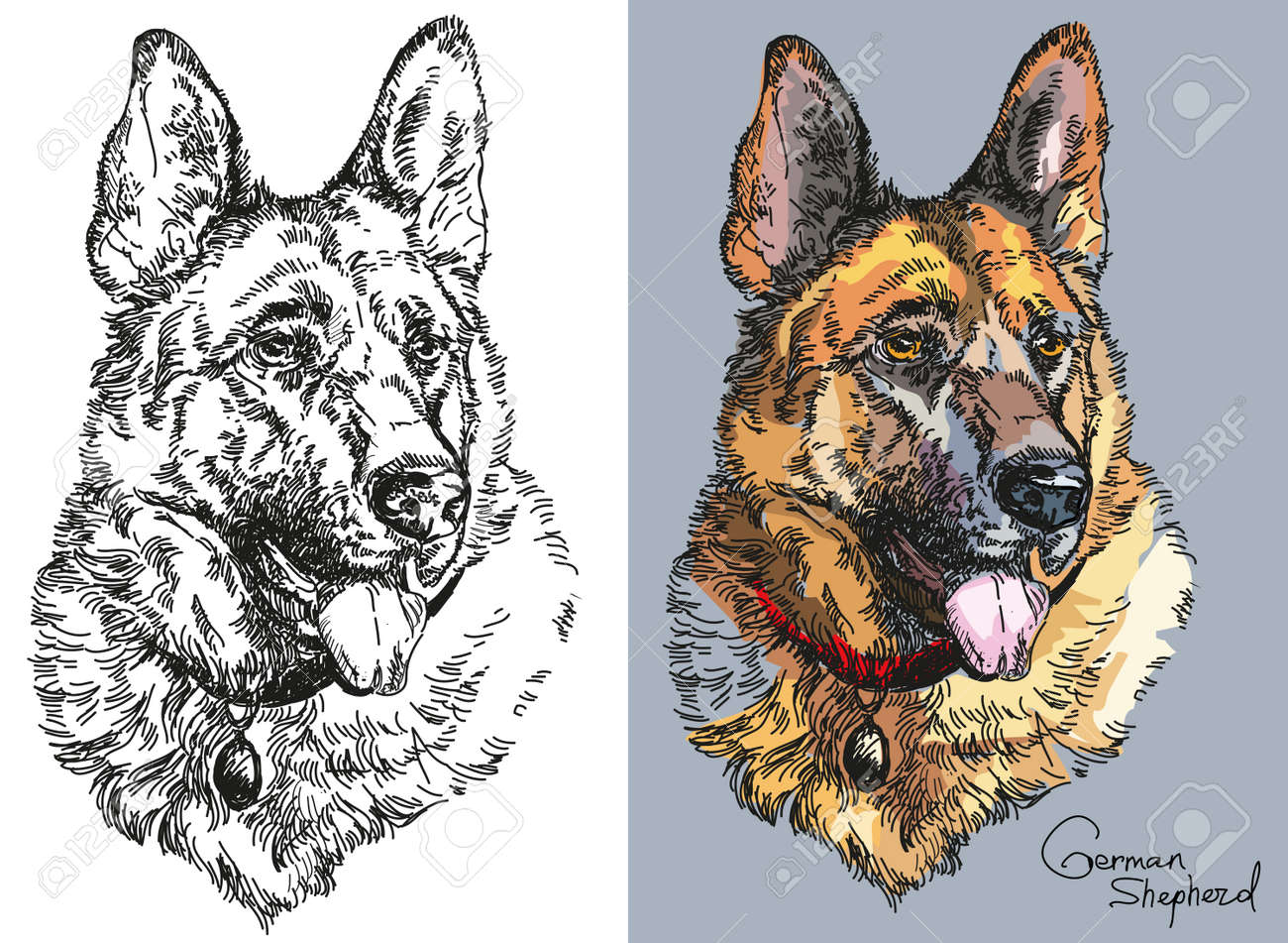 黒と白とジャーマン シェパード ベクトル手描きの図の灰色の背景の肖像画にカラフルです のイラスト素材 ベクタ Image