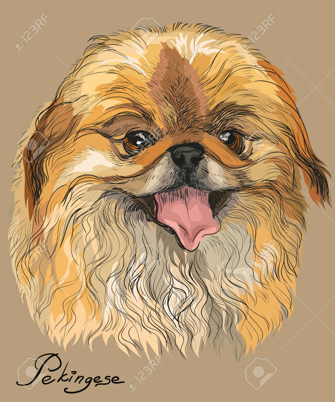 Vector Colored Portrait Of Pekingese Dog Hand Drawing Illustration