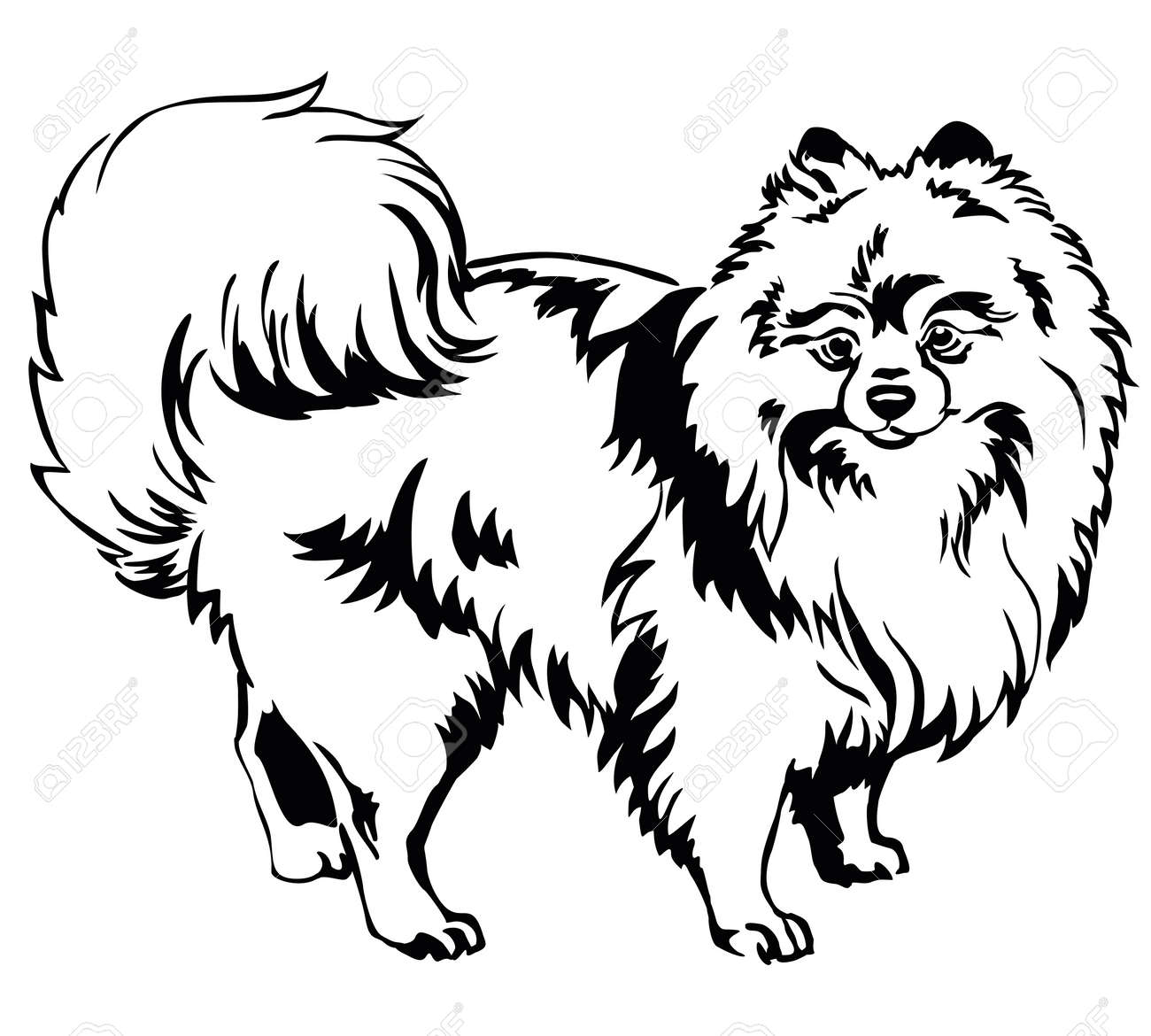 Portrait Décoratif De Debout Dans Profil Race Chien Spitz Pomeranian Vecteur Isolé Illustration Dans Couleur Noir Blanc Fond