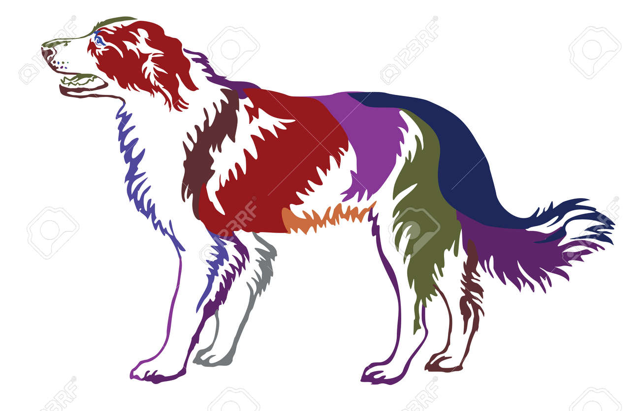 プロファイル犬ボーダーコリーに立っての装飾的な輪郭の肖像 カラフルなベクトル分離白背景のイラストのイラスト素材 ベクタ Image 0861
