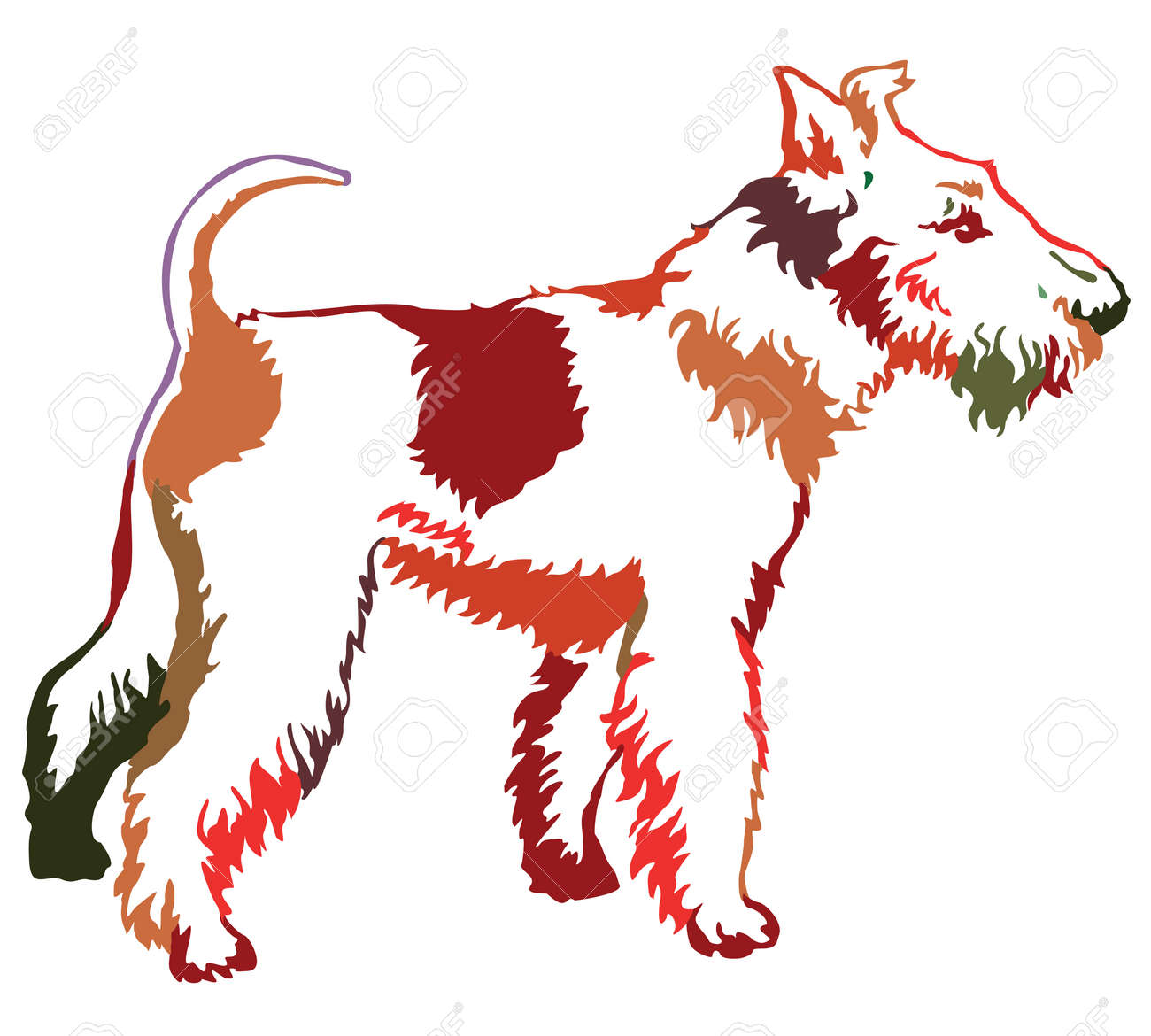 red wire haired terrier