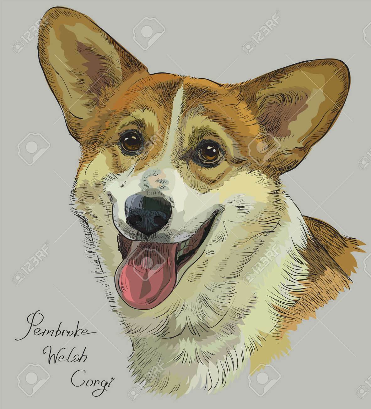 grey welsh corgi