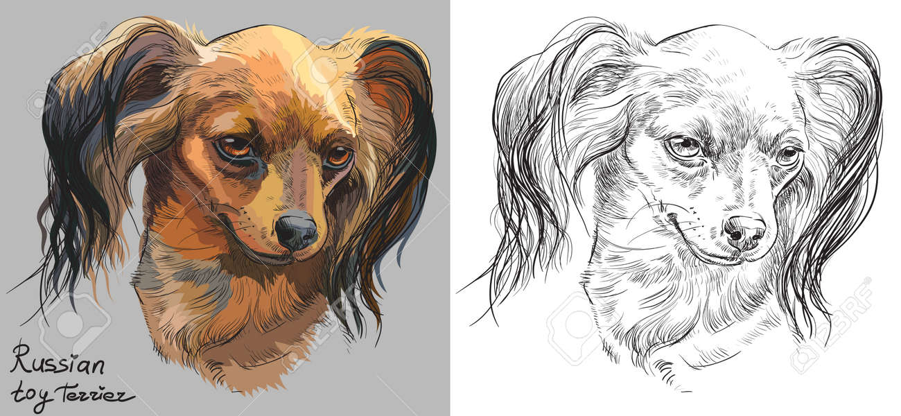 灰色の背景の色ロシア長い髪グッズ テリアの肖像画 デッサン イラスト白背景ベクトル手の色を黒と のイラスト素材 ベクタ Image 2844