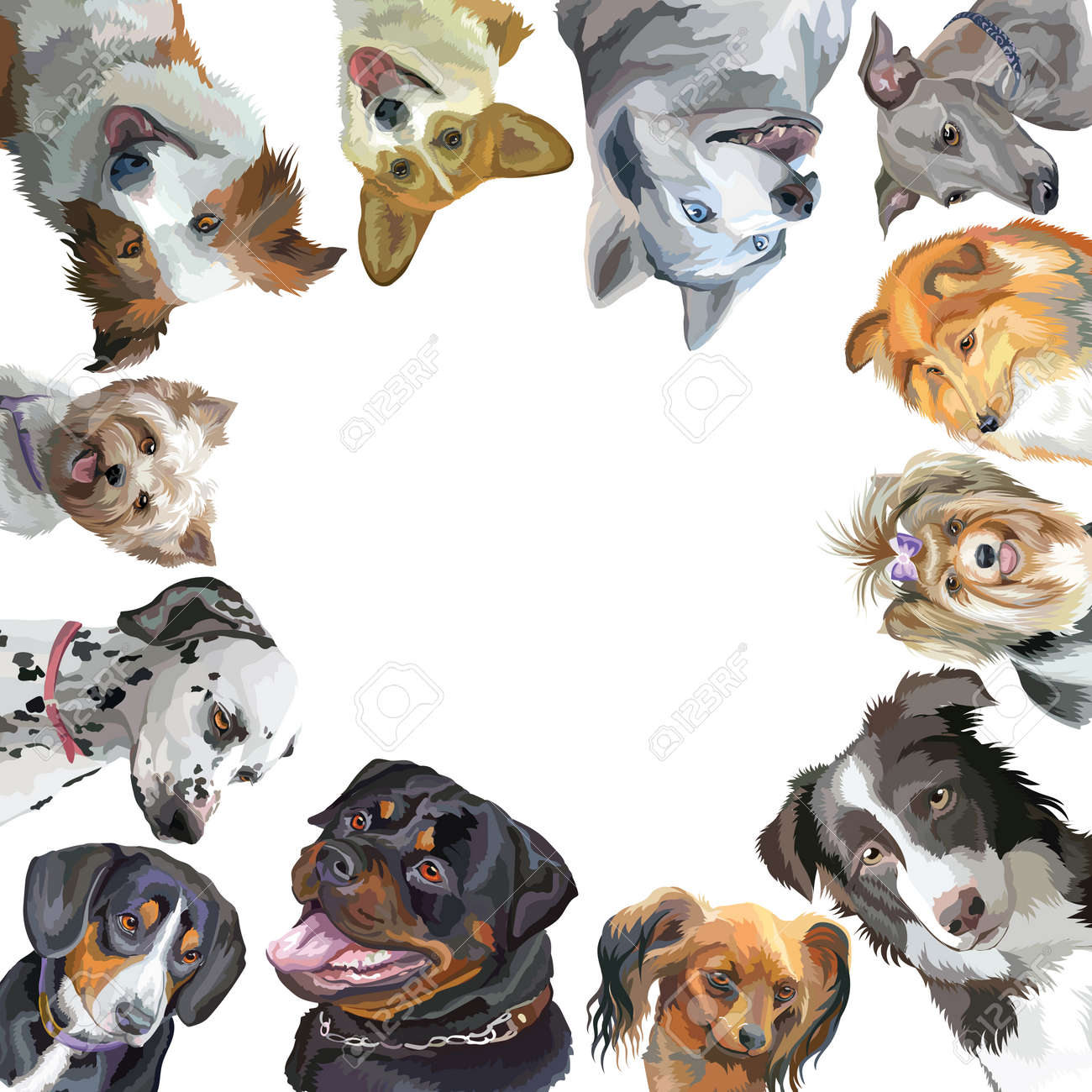 Groupe De Chiens Portraits Différentes Races Rottweiler Border Collie Jouet Terrier Pembroke Gallois Corgi Sheltie Yorkshire Terrier Lévrier