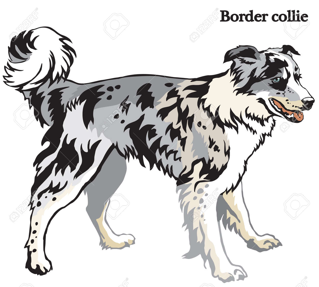 merle colored border collie