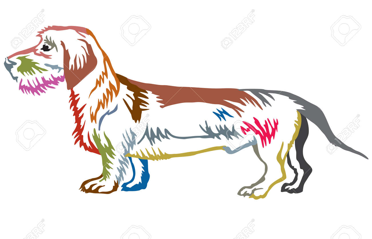 輪郭犬ダックスフント ワイヤーヘア に立つカラフルな輪郭装飾的な肖像画 白い背景にベクトル分離イラストのイラスト素材 ベクタ Image