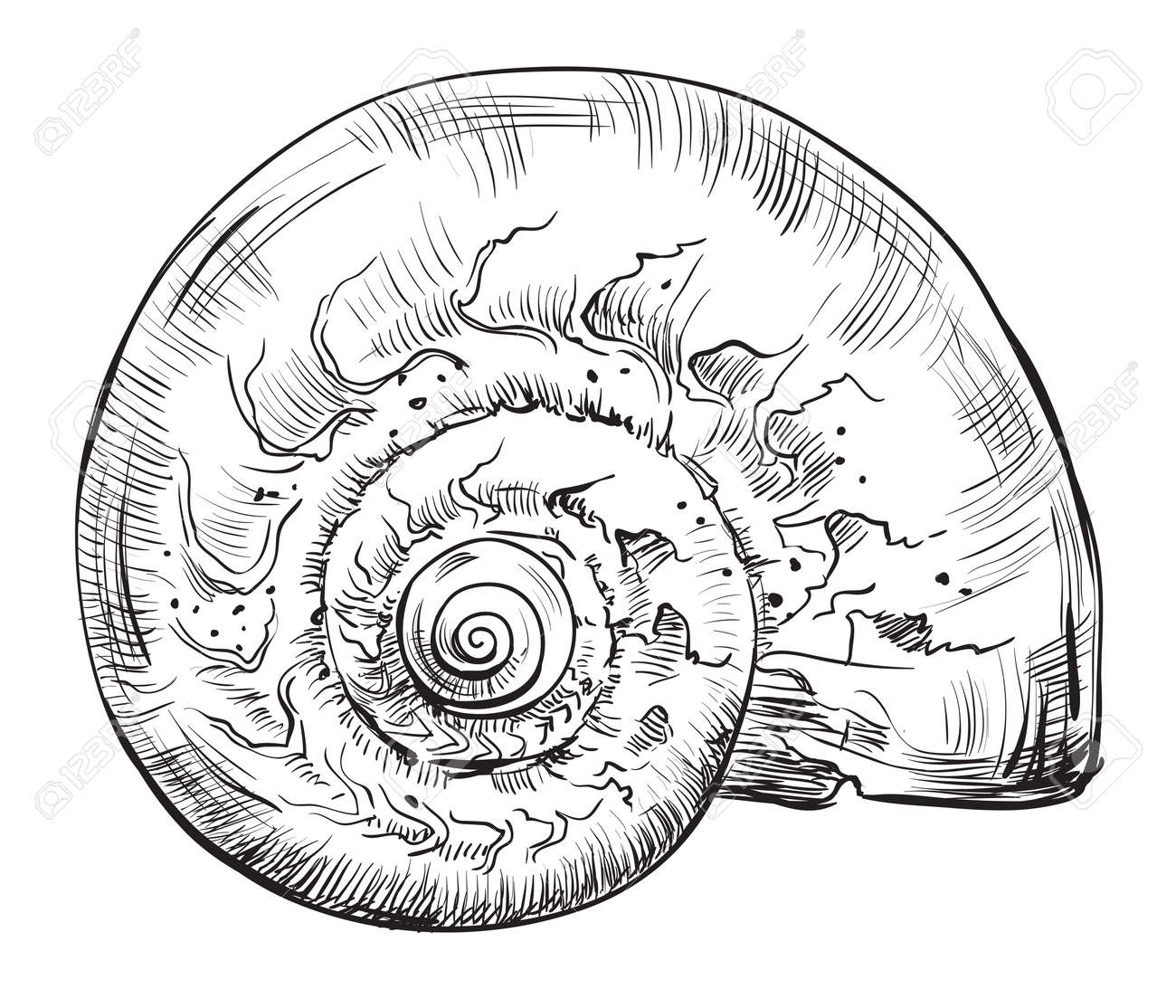 Download Drawing Vector Image Drawing Seashell Pictures
