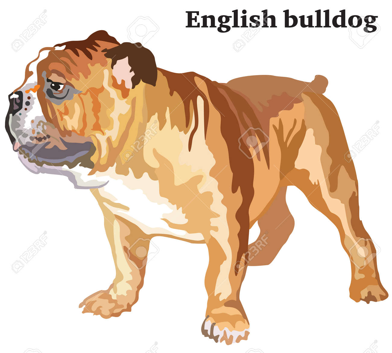 プロフィール犬イングリッシュブルドッグに立つ肖像画 白い背景に隔離されたベクトルカラフルなイラスト のイラスト素材 ベクタ Image