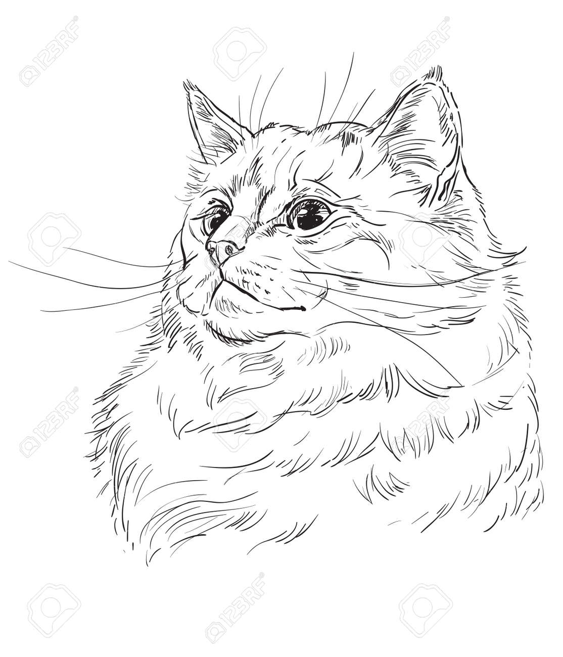 Vector Hand Drawing Portrait Of Ragdoll Cat In Black Color Monochrome Royalty Free Cliparts Vectors And Stock Illustration Image 137696489