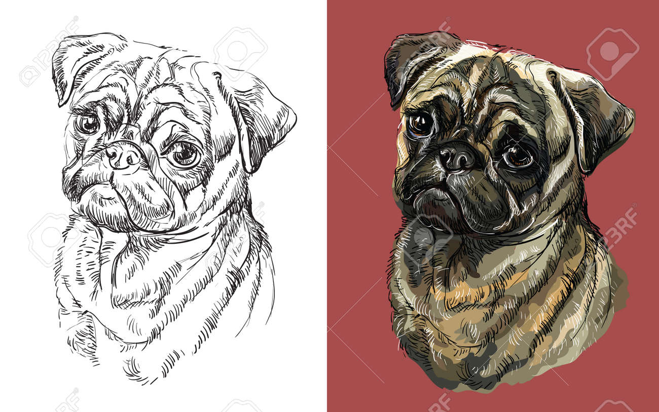 パグ犬のリアルな頭。犬の黒と白とカラフルな孤立したイラストを