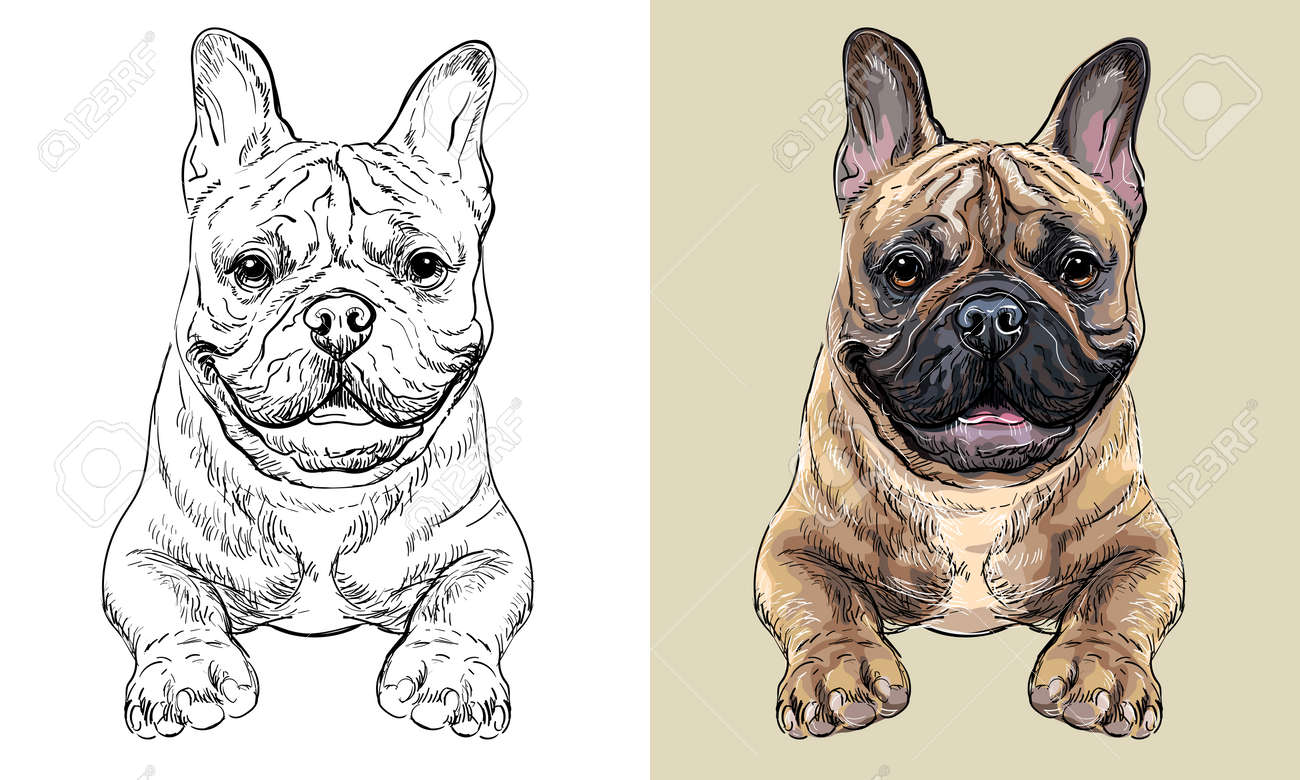 フレンチブルドッグ犬ベクトル手描きイラストモノクロとカラーの