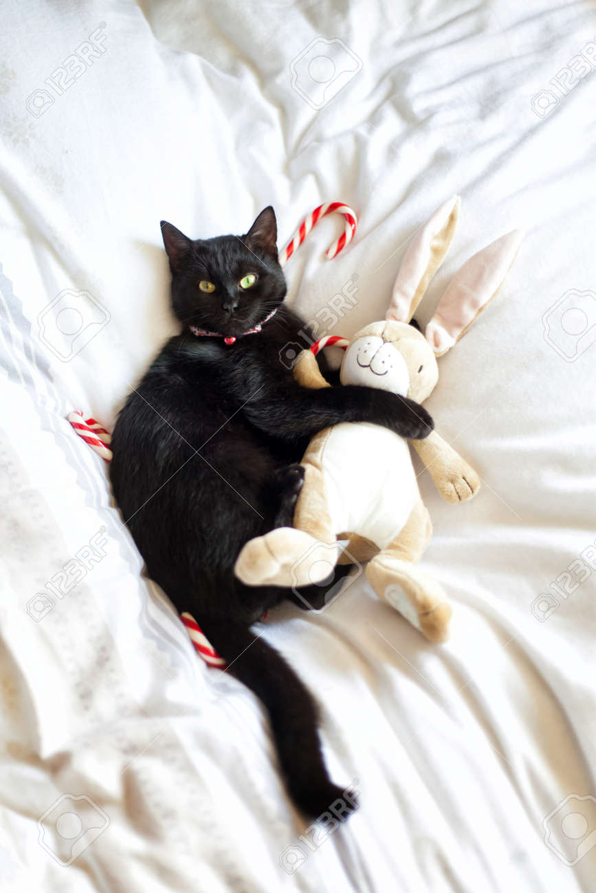 Un Chat Noir Etreint Un Animal En Peluche Avec Des Cannes De Bonbon De Noel Sur Le Fond Banque D Images Et Photos Libres De Droits Image Un Chat Noir Etreint Un Animal En Peluche Avec Des Cannes De Bonbon De Noel Sur Le Fond Banque D Images Et Photos Libres De Droits Image