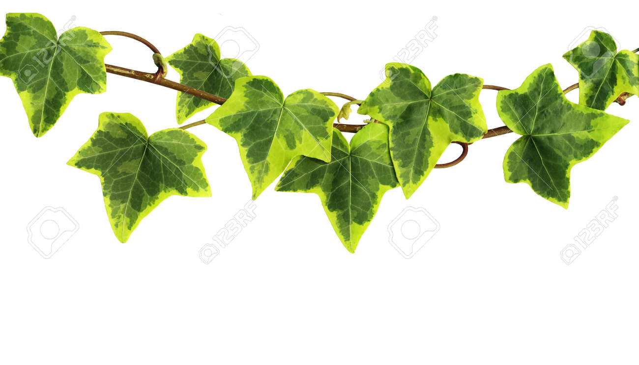 English Ivy Plants: Picture, Warning, Growing Tips English Ivy Plants: Picture, Warning, Growing Tips