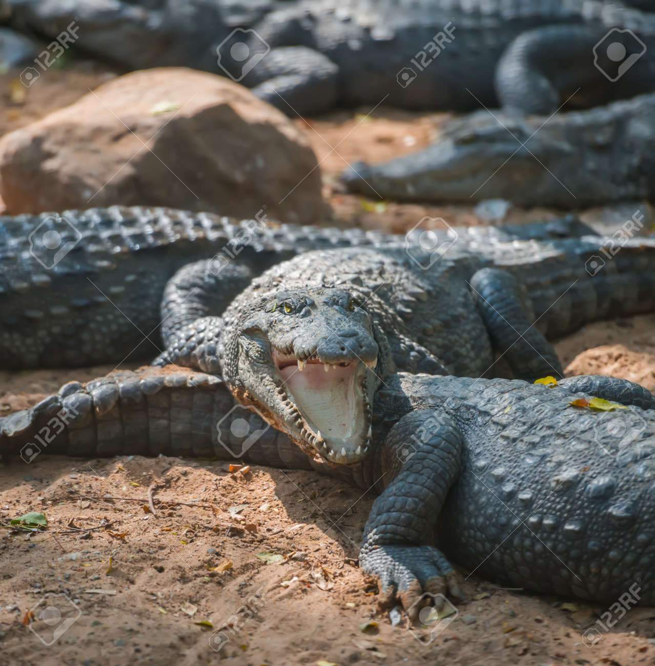 etiam-dictum-ipsum-a-felis