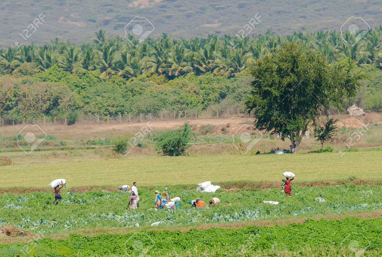 Madurai India 17 De Febrero Un No Identificado A La Poblacion Rural De La Cosecha De La Col En La Plantacion India Tamil Nadu Cerca De Madurai 17 De Febrero 2013