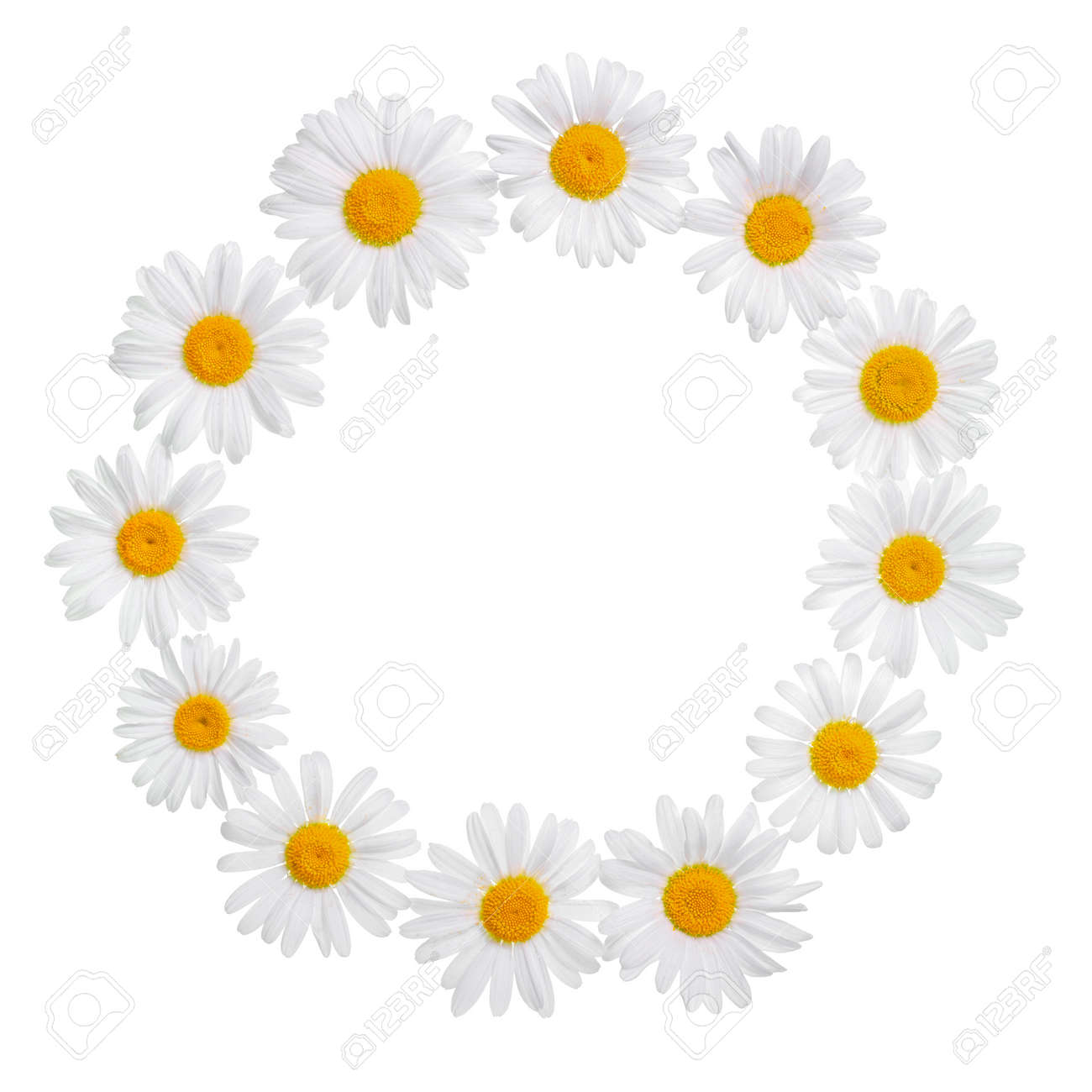 Camomille Couronne De Fleurs Avec La Place Pour Votre Texte Ou Limage Est Isolé Sur Blanc Carte Pour Les Dessins Dété Ou De Mariage Gros Plan