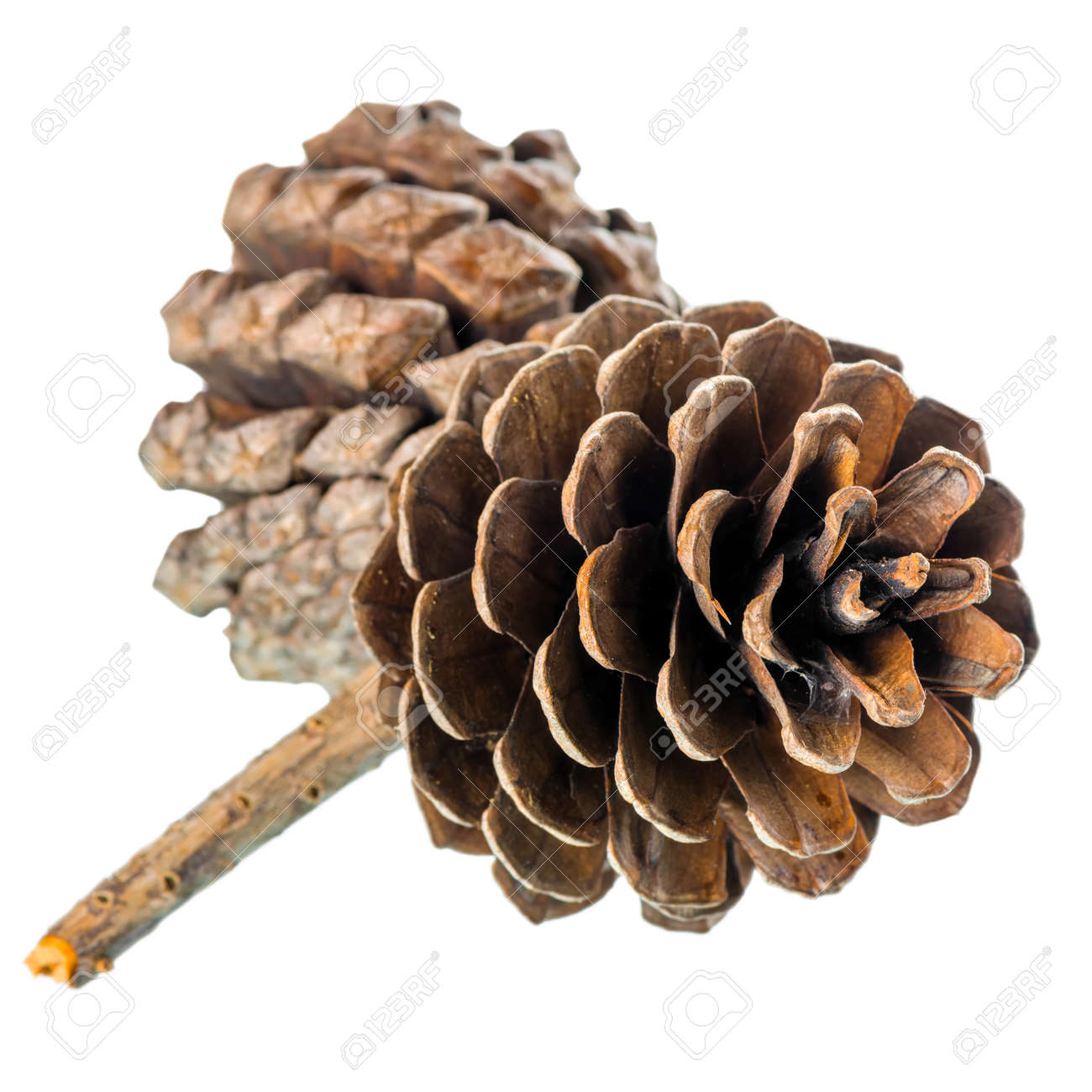 小枝にヒマラヤ スギの松ぼっくりは孤立した白い背景に クローズ アップです の写真素材 画像素材 Image 小枝にヒマラヤ スギの松ぼっくりは孤立した白い背景に クローズ アップです の写真素材 画像素材 Image
