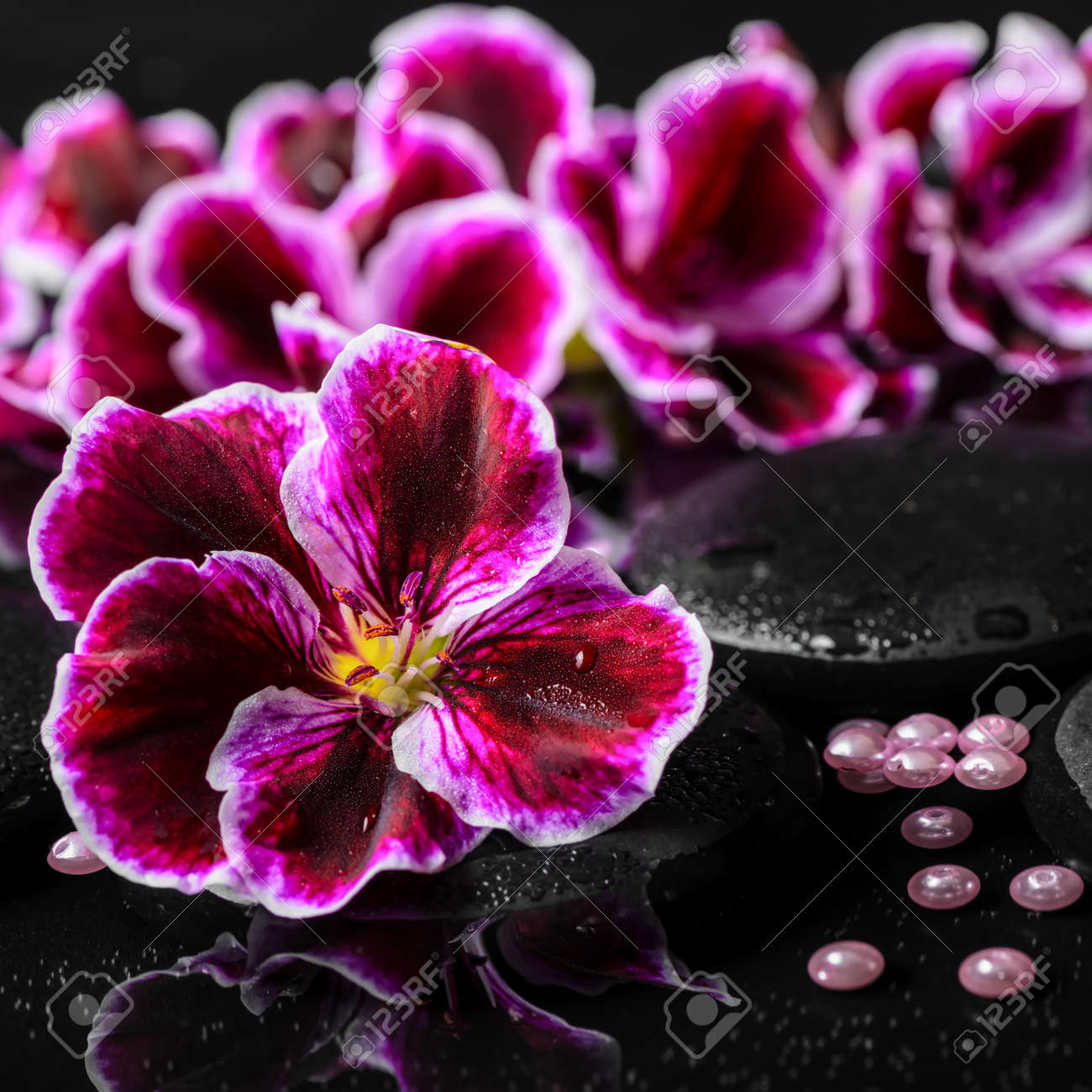 Schone Komposition Von Geranie Blume Perlen Und Schwarzen Zen Steine Mit Tropfen In Reflexion Wasser Konigliche Pelargonie Nahaufnahme Lizenzfreie Fotos Bilder Und Stock Fotografie Image