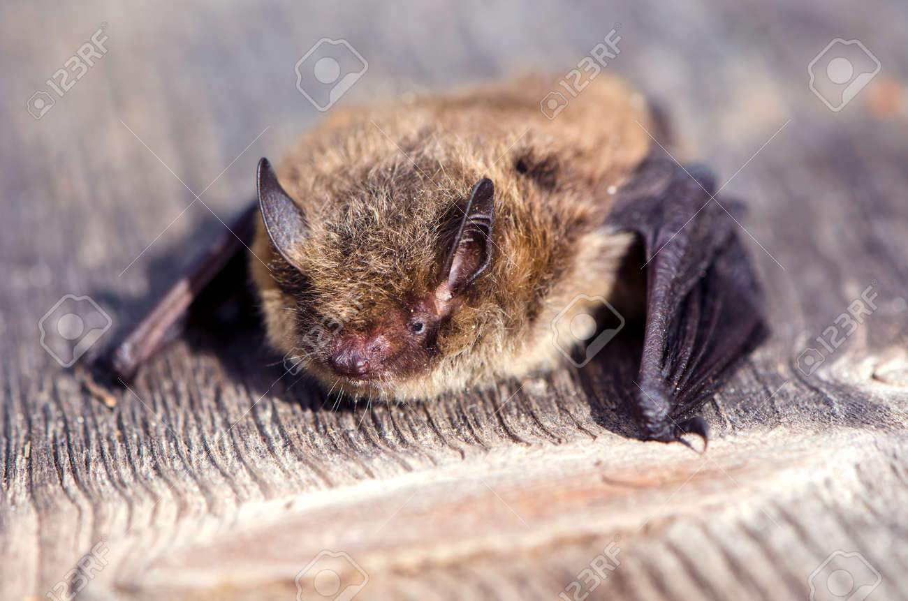 Close Up De Pipistrelle Chauve Souris De Nathusius Journee Ensoleillee Sur La Planche En Bois Banque D Images Et Photos Libres De Droits Image Close Up De Pipistrelle Chauve Souris De Nathusius Journee Ensoleillee Sur La Planche En Bois Banque D Images Et Photos Libres De Droits Image