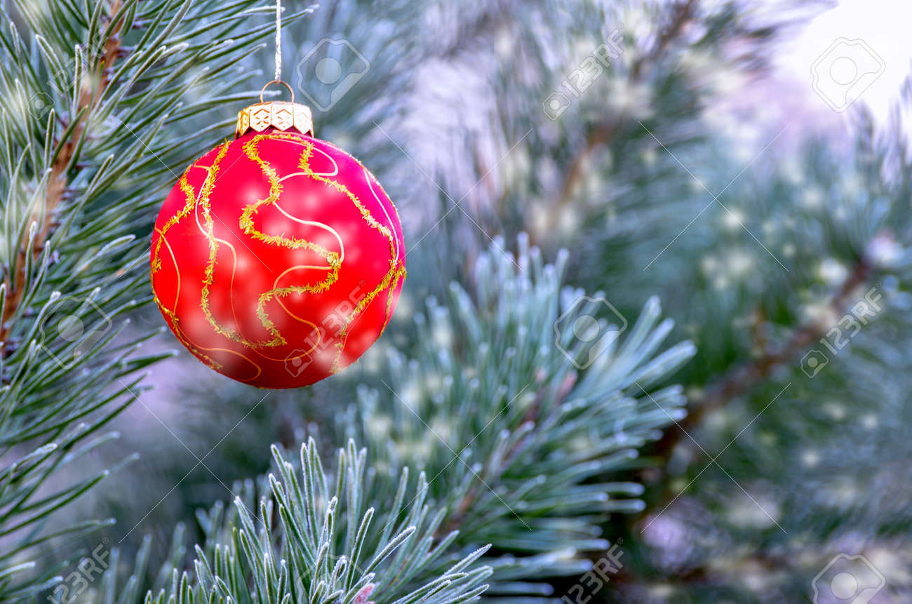new years ball hanging on a branch of a christmas tree in the christmas in the forest